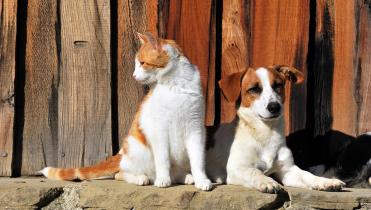 Mascotas.jpg Cat and dog sitting in front of a fence