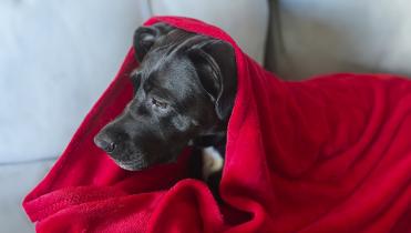 A dog wearing a warm coat outdoors on a cold day